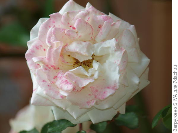 Лечение роз с помощью бордоской жидкости