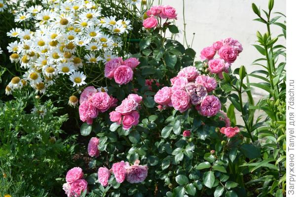 Розы нашего сада. Часть 3. Леонардо да Винчи