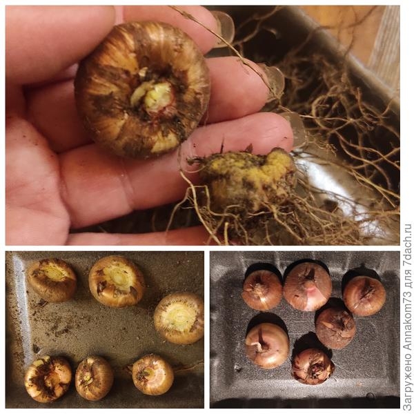 Отправляем на хранение луковицы гладиолусов