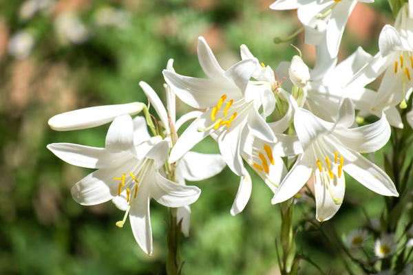 Лилия кандидум — теплолюбивая белоснежная красавица. Посадка, уход и условия зимовки