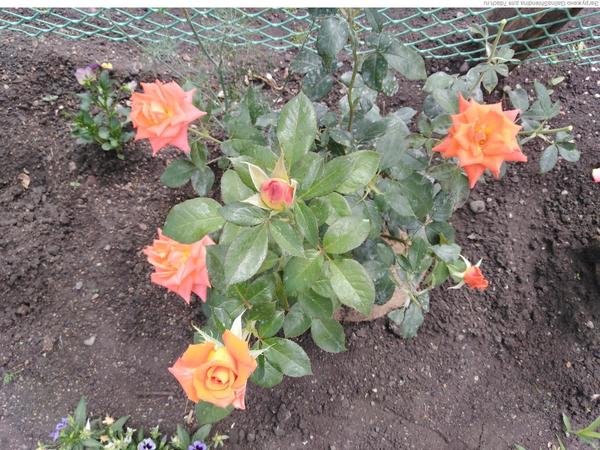 Сапропель и диатомит для плодородия почвы и прекрасного цветения моих роз!