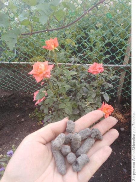 Сапропель и диатомит для плодородия почвы и прекрасного цветения моих роз!