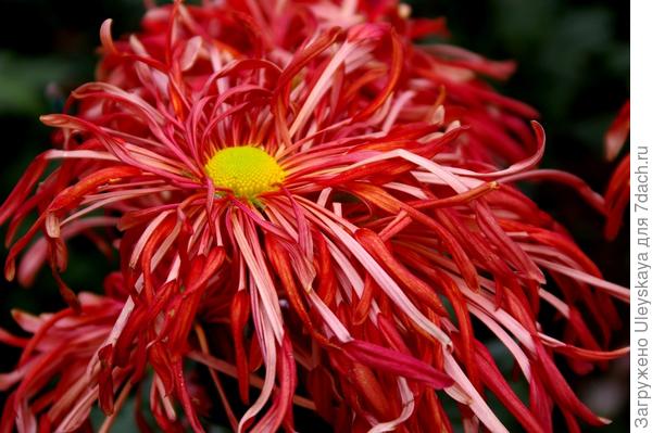 Дендрантема садовая: крупноцветковые сорта, созданные в Никитском ботаническом саду. Фото