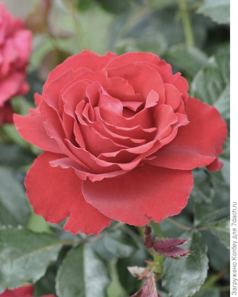 Розы: 45 лет восхищения. Сорта на букву C