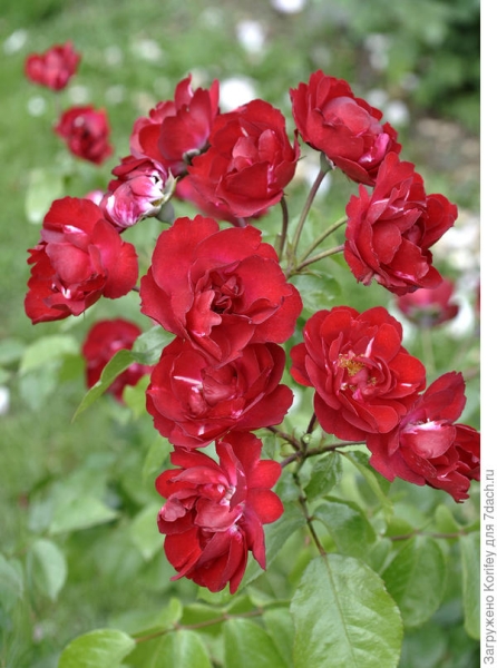 Розы: 45 лет восхищения. Сорта на букву C