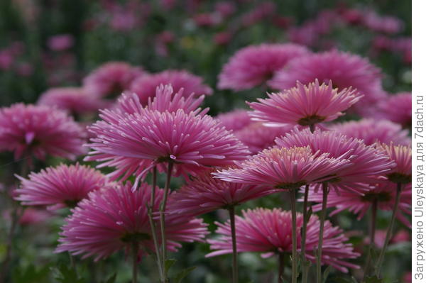Дендрантема садовая: крупноцветковые сорта, созданные в Никитском ботаническом саду. Фото