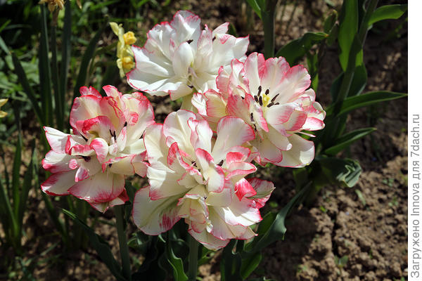 Тюльпан Белиция: весенний хаос и красота в одном