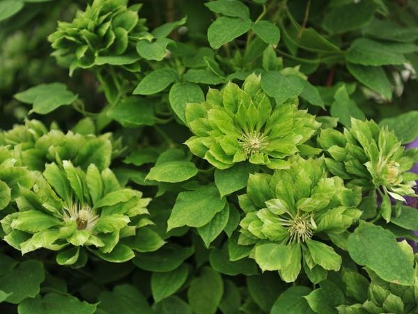Зеленые цветы в саду: какие зеленоцветковые многолетники посадить