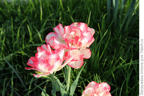 Тюльпан Белиция: весенний хаос и красота в одном