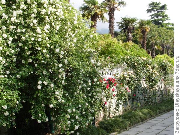 Выставка роз Никитского ботанического сада