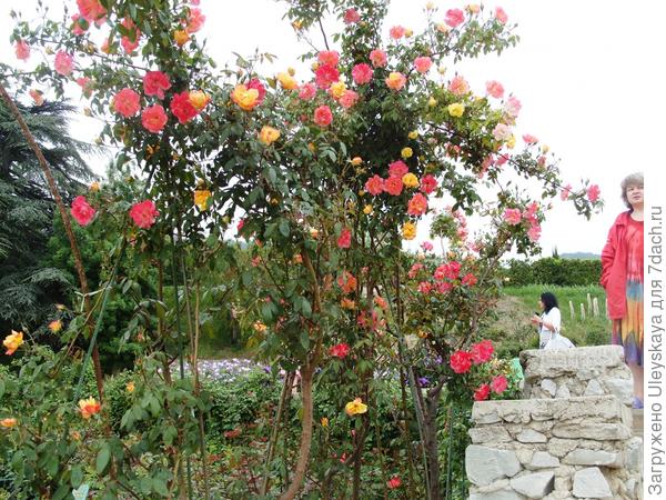 Выставка роз Никитского ботанического сада