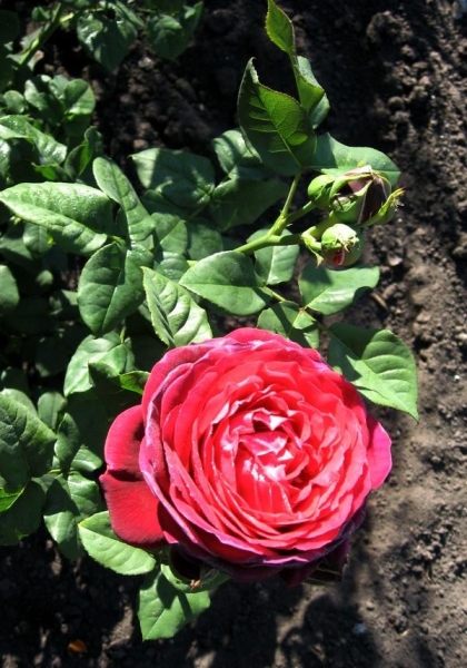 Цветы в моем саду: в начале лета бал правят розы (часть 1)