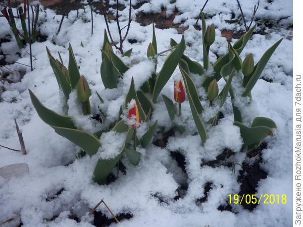 Ранний тюльпан 'Стреза' — ему не страшен даже снег!