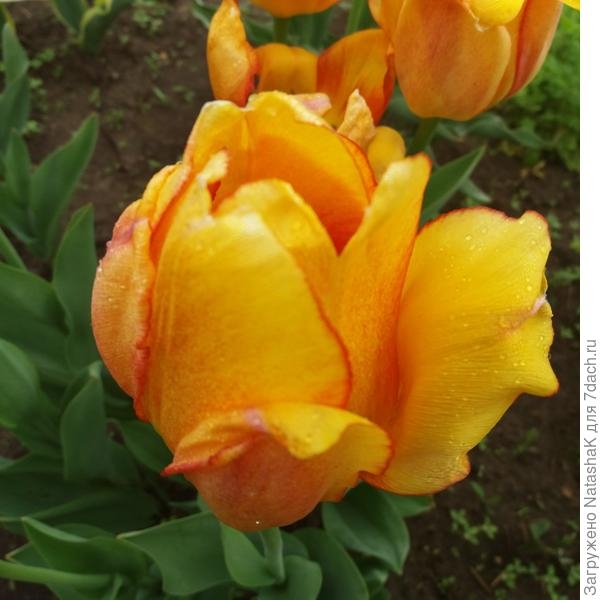 Тюльпан Blushing Apeldoorn - солнце на клумбе