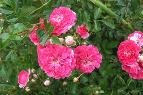 Цветы в моем саду: в начале лета бал правят розы (часть 1)