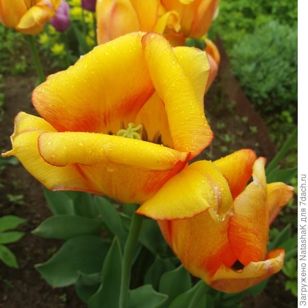 Тюльпан Blushing Apeldoorn - солнце на клумбе