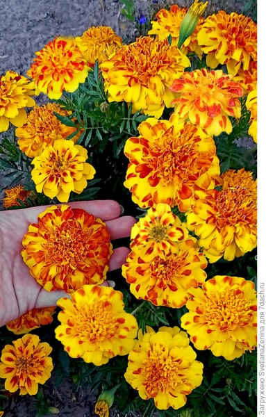 Бархатцы отклоненные 'Фламенко': характеристика и особенности выращивания, цветение. Фото