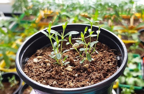 Гвоздика из семян: вырастить проще, чем может показаться. Фото