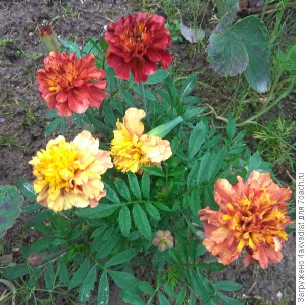 Бархатцы 'Огненный шар' (Fireball): описание растения, особенности выращивания, уход и цветение. Фото