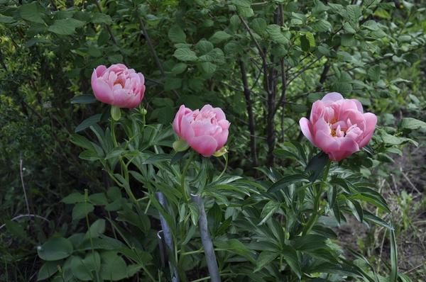 Почему пионы хуже цветут: 5 самых очевидных причин