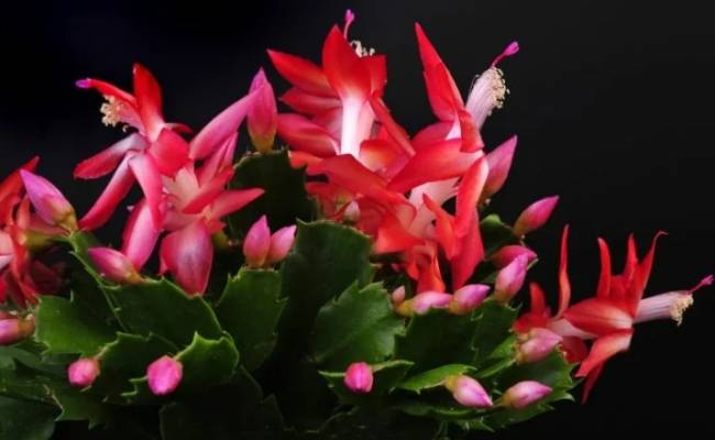 7 лучших видов кактусов для выращивания в помещении