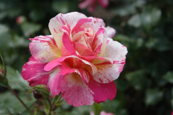 Шипы и розы: проверенные сорта бесшипных роз