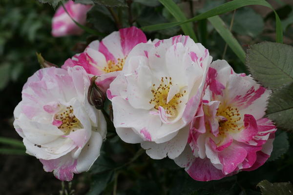 Шипы и розы: проверенные сорта бесшипных роз
