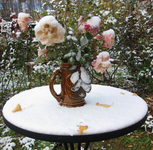 Как подготовить розы к зиме: 5 важных шагов