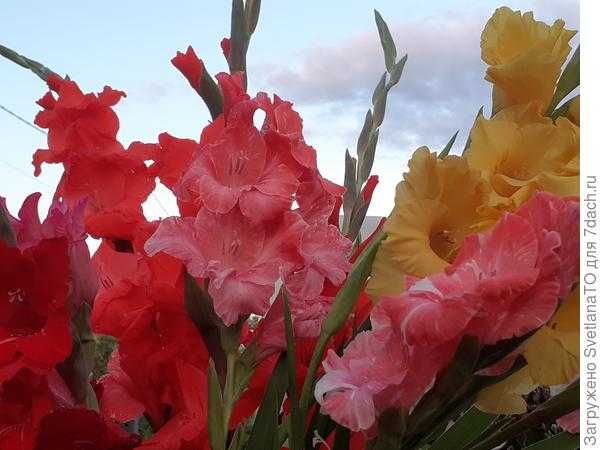 Гладиолусы цветут. Фото