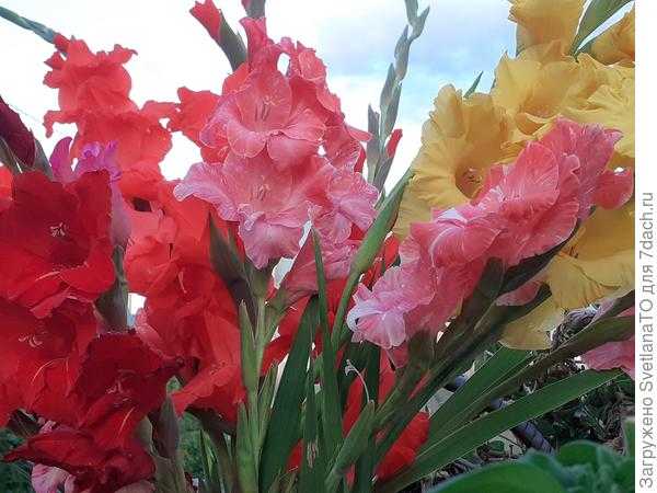 Гладиолусы цветут. Фото
