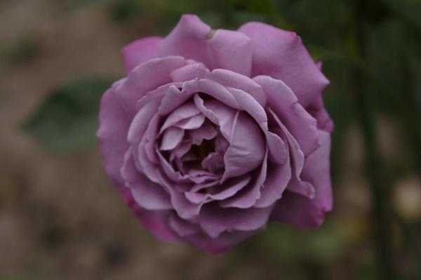 Голубые розы - 3 сорта: фото, описания, применение в ландшафтном дизайне
