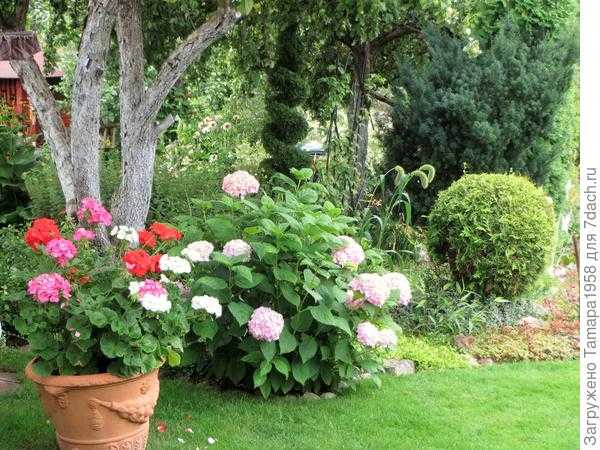 Гортензии в саду: сорта, варианты посадки, фото