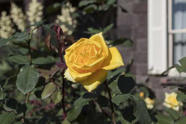 Как вырастить розы в саду? Посадка и уход за розами