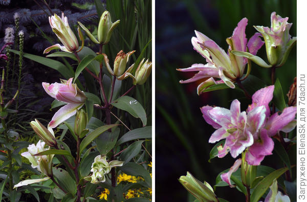 Разнообразие лилий в саду. Фото