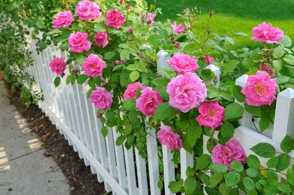 Как вырастить розы в саду? Посадка и уход за розами