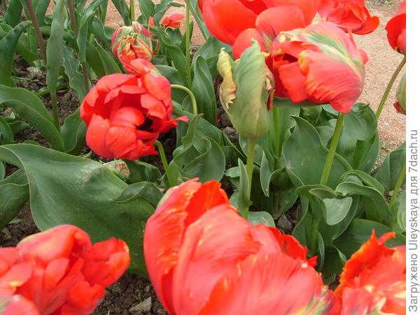 Попугайные тюльпаны: эффектные сорта, фото, описание