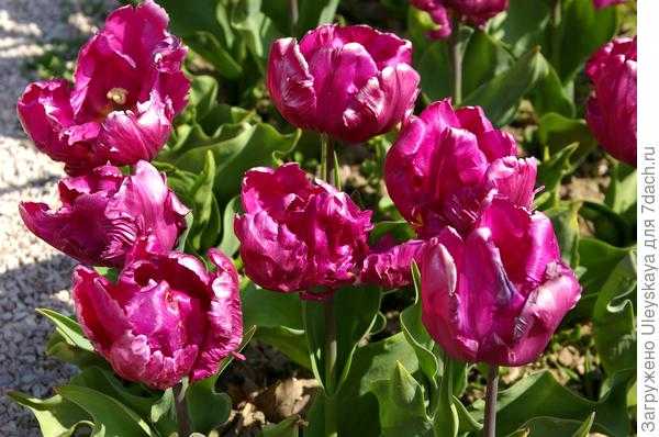 Попугайные тюльпаны: эффектные сорта, фото, описание