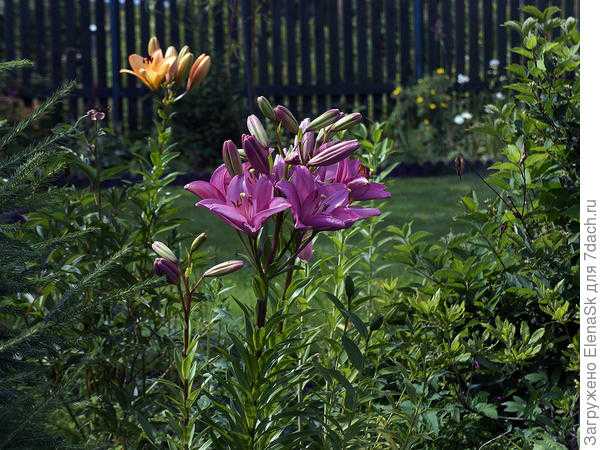Разнообразие лилий в саду. Фото