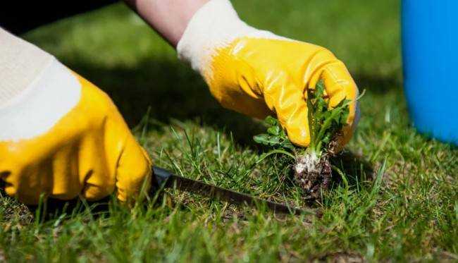 7 эффективных способов борьбы с сорняками 7 эффективных способов борьбы с сорняками