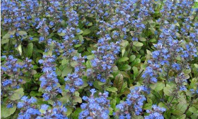 12 вариантов замены газона, не требующих особого ухода