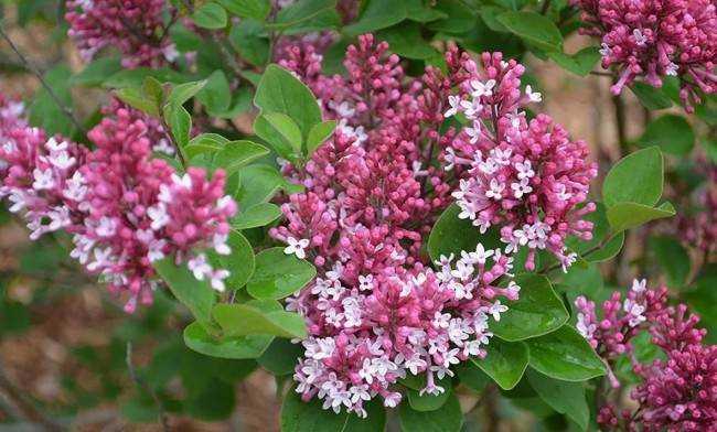 Как ухаживать за кустом сирени Как ухаживать за кустом сирени