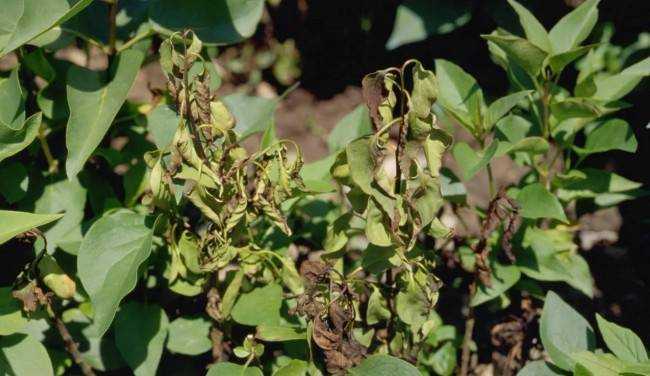 Как ухаживать за кустом сирени Как ухаживать за кустом сирени