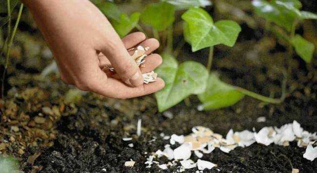 7 советов по устранению дефицита кальция у растений 7 советов по устранению дефицита кальция у растений