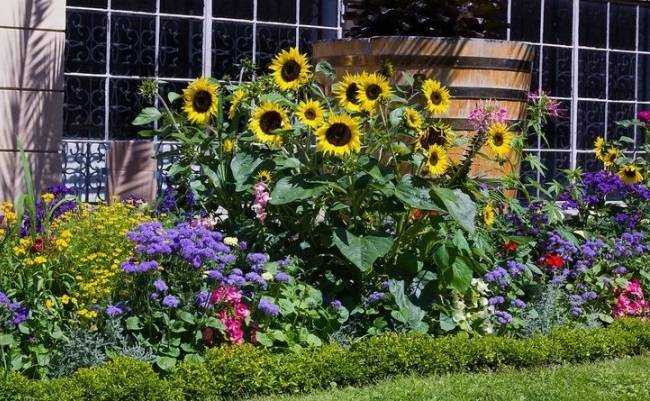 8 растений, которые никогда не следует обрезать осенью 8 растений, которые никогда не следует обрезать осенью