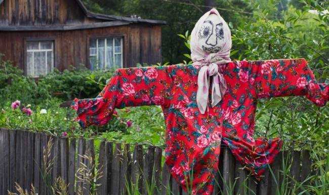 5 популярных приемов борьбы с вредителями, которые не работают 5 популярных приемов борьбы с вредителями, которые не работают