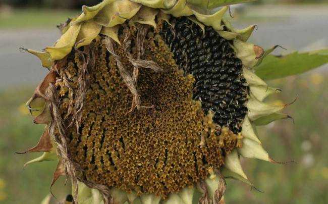 8 удивительных фактов о подсолнухах