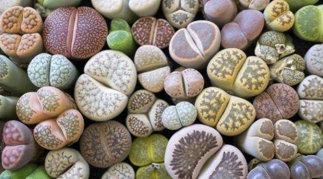 5 уникальных комнатных растений