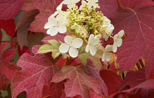 8 растений, которые никогда не следует обрезать осенью 8 растений, которые никогда не следует обрезать осенью