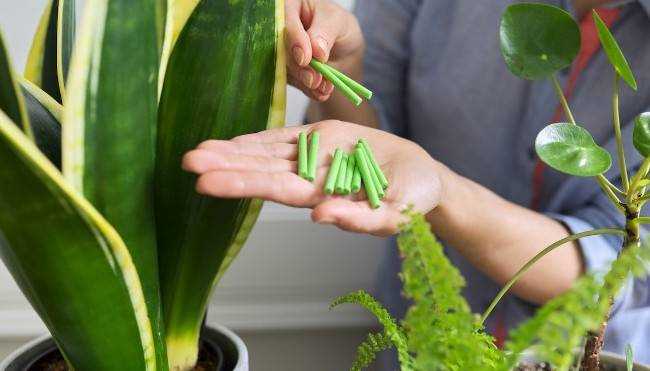 Как и когда удобрять комнатные растения Как и когда удобрять комнатные растения