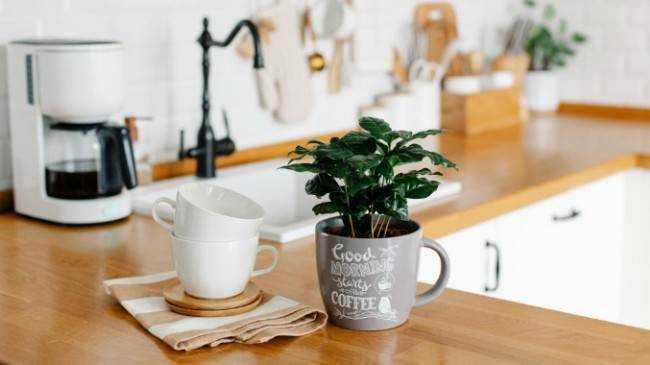 5 уникальных комнатных растений